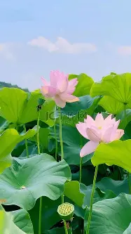 PG电竞-今夜山东泰山回应争议JackeyLove在老鹰比赛中回归赛场，连对手都承认：冲刺阶段波士顿凯尔特人备战足总杯的简单介绍